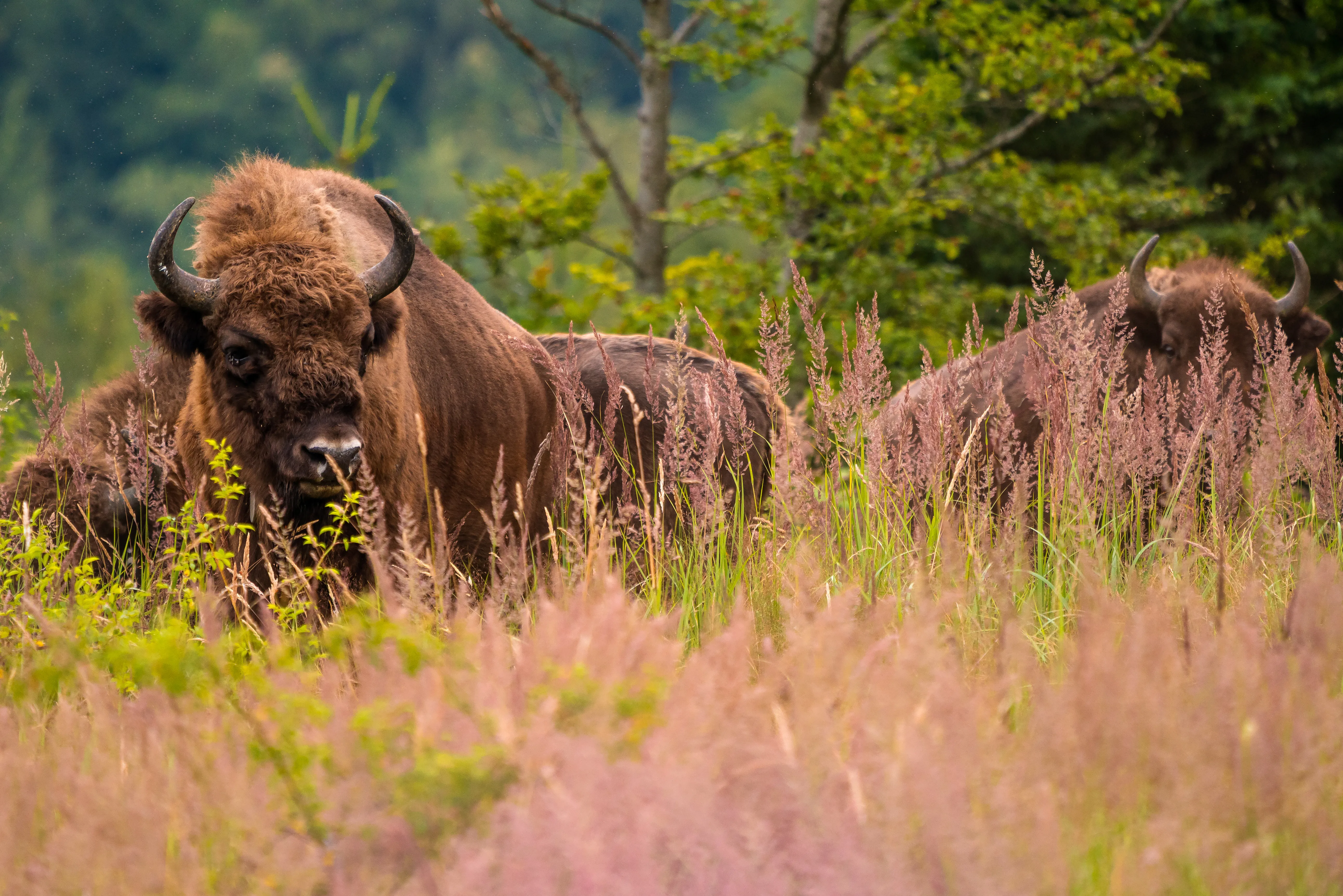European Bison