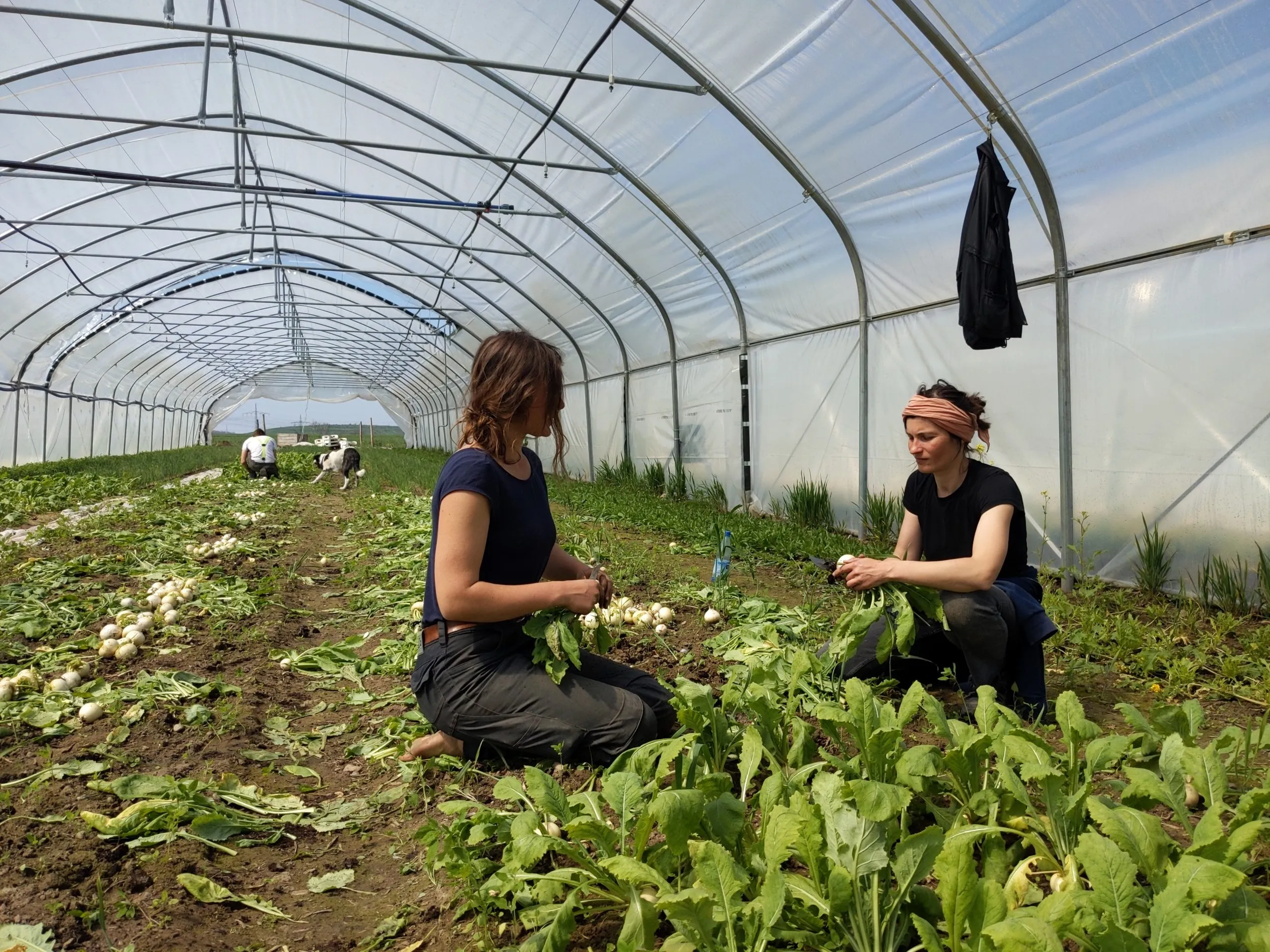 Kohlrabiernte KOLA Leipzig